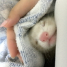 そんなねこ