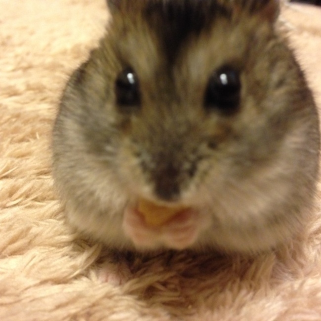 hyfunabikiのカバー写真