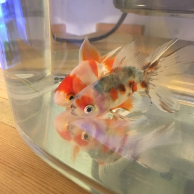 夕立のカバー写真