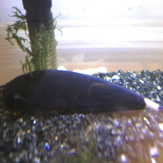 終了 ブラックゴースト 15cm