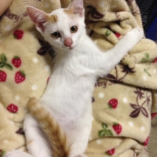 可愛いい子猫の姉妹   メイちゃん！三か月