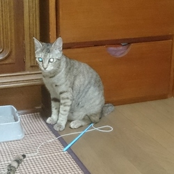 こむぎは大きくなrました。