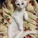 可愛いい子猫の姉妹  さつきちゃん！三ヶ月