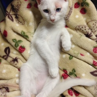 可愛いい子猫の姉妹  さつきちゃん！三ヶ月