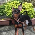 ミニピン ブラックタン ♀ 優しい里親さん募集中