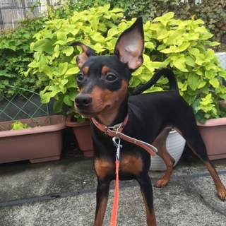 ミニピン ブラックタン ♀ 優しい里親さん募集中