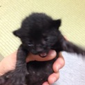生後一週間位の黒縞のネコちゃんです