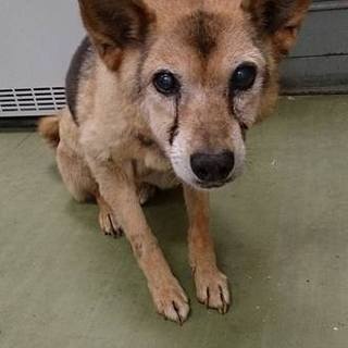 繋がりました！癒し系の焦茶ばあば