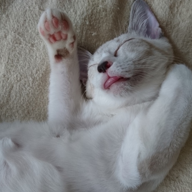 山内沙代のカバー写真