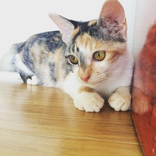 元野良子猫、遊ぶの大好き！人懐こい三毛猫の女の子