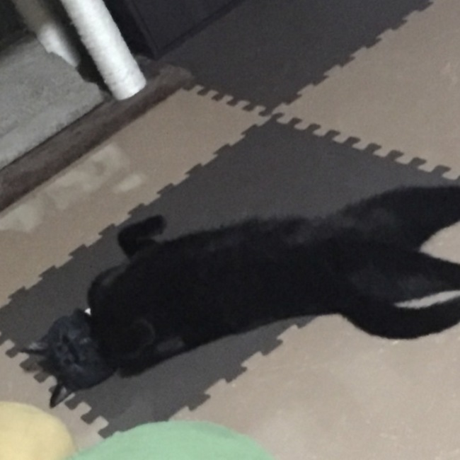 eccoのカバー写真