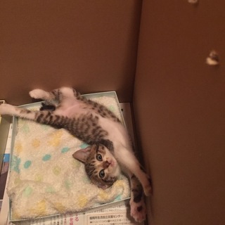 白キジの女の子(生後１ヶ月半程)