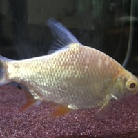 アルビノレッドフィンバルブ