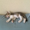 鼻づまりが大変そうです(´･_･`)