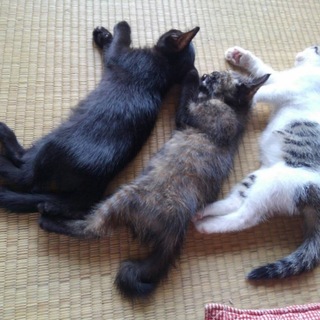 子猫2匹の里親募集！1匹からでも可能です