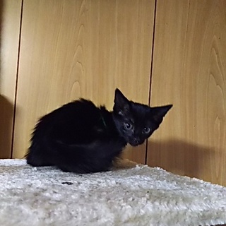 この子を新しい家族に迎えて下さい