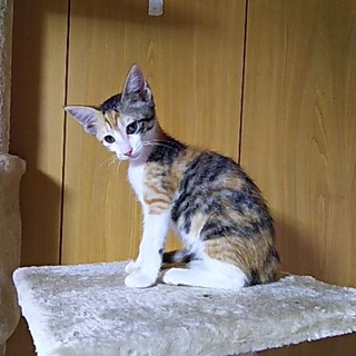 この子を新しい家族に迎えて下さい