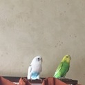 セキセイインコのペア募集しています。