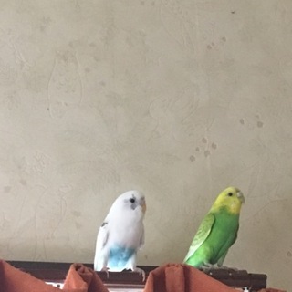 セキセイインコのペア募集しています。
