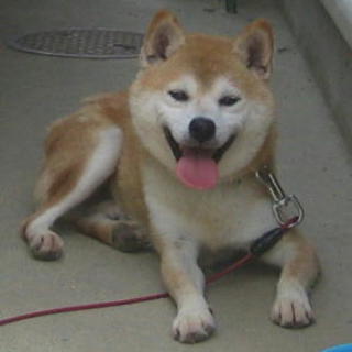 福井のＫ様に迎えて頂きました♪ブン太くん