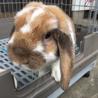 ポーランドロップ1歳男の子里親募集します