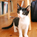 約3か月の白黒＠メス
