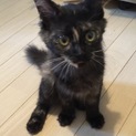 甘えん坊ケヌキ4兄妹 お転婆サビ長毛ココちゃん
