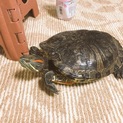 人懐っこいミシシッピアカミミガメ♀です