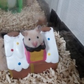 キンクマハムスター☆