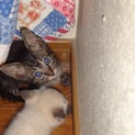きじ子猫ちゃん♡里親募集