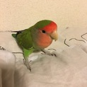 コザクラインコ ♀ 1〜2歳