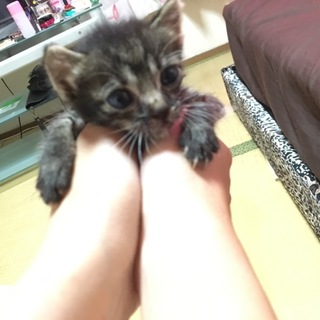 生後1ヶ月すぎの子猫です！