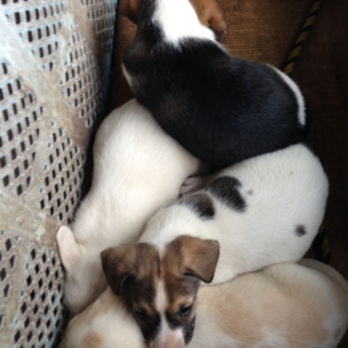 ビーグルミックス　メス