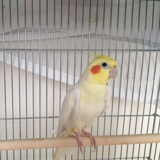 オカメインコ（ルチノー）