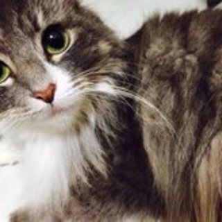 家族としてお迎えしてくれる方募集