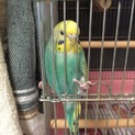 セキセイインコ2羽