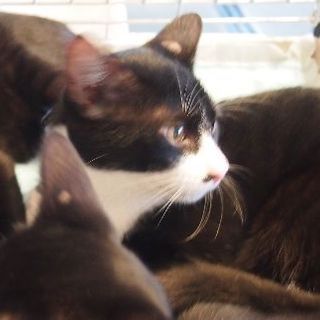 でら！フロート！