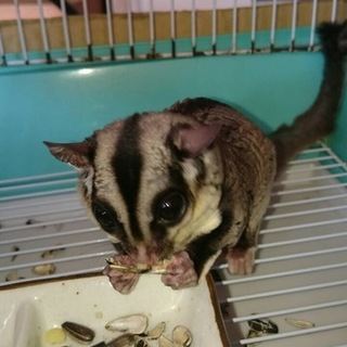 フクロモモンガ女の子 2歳