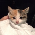 捨て猫三毛の女の子、生後1〜2ヶ月です。