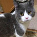 オス猫のブーティ君