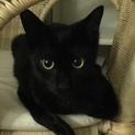 物怖じしない賢い子猫(触った人だけわかる鍵尻尾)
