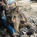 野良猫の子猫です