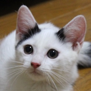 超可愛い子猫