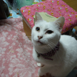 「芽露さんアルバム」サムネイル2