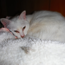 「芽露さんアルバム」サムネイル3