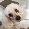 プードルのイチゴちゃん寂しがりやです