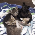 かわいい子猫４匹、里親募集中！