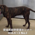 愛媛県動物愛護センターに収容されています。