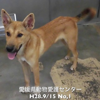 愛媛県動物愛護センターに収容されています！