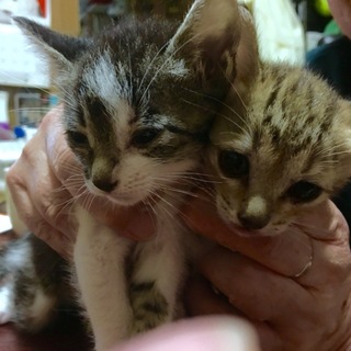 子猫の里親さん募集